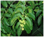 DravantiCrotontiglium.png