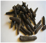 PippaliPiperlongum.png