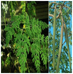 ShigruMoringaoleifera.png