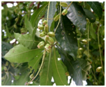 NichulaBarringtoniaacutangula.png