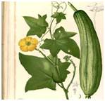 DhamargavaLuffaaegyptiaca.png
