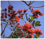 PalashaButeamonosperma.png