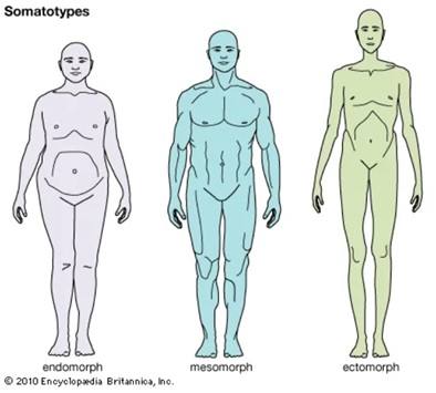 Somatotypes.jpg