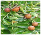 KolaZiziphusmauritiana.png