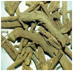 MadhukaGlycyrrhizaglabra.png