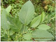 ShalaparniDesmodiumgangeticum.png