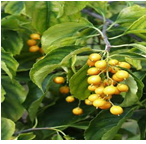 JyotishmatiCelastruspanniculatus.png