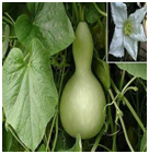 IkshwakuLagenariasiceraria.png