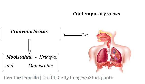 Pranvaha Srotas.png