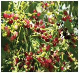 PiluSalvadorapersica.png