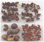 TumburuZanthoxylumalatum.png
