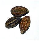 HareetakiTerminaliachebula.png