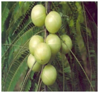 AmalakiEmblicaofficinalis.png