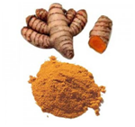 HaridraCurcumalonga.png