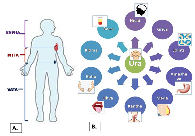 Figure 02. General(A) and specific sites(B) of kapha dosha.