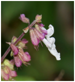 KutherakaOrthosiphonpallidus.png
