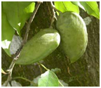 UdakeeryaPongamiapinnata.png