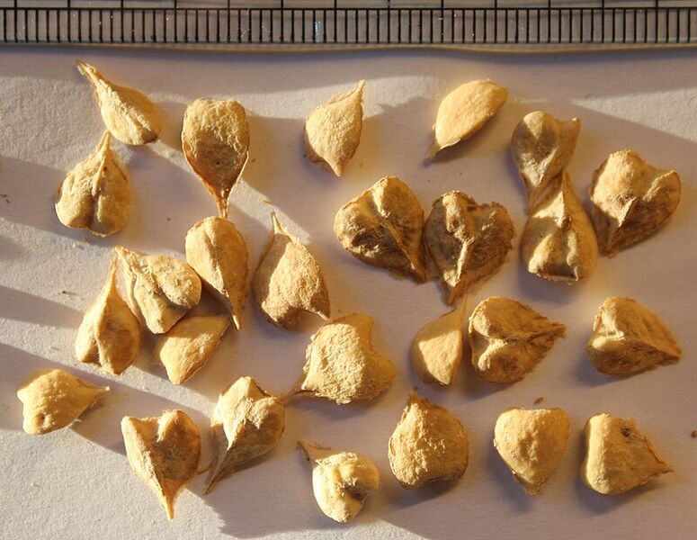 File:Shallaki .jpg