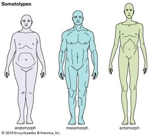 Somatotypes.jpg