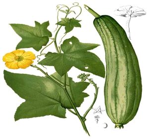 Luffa-2.jpg