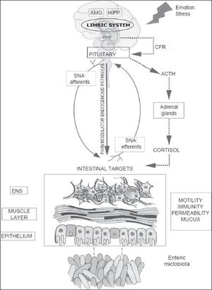 Gut-brain axis.jpg