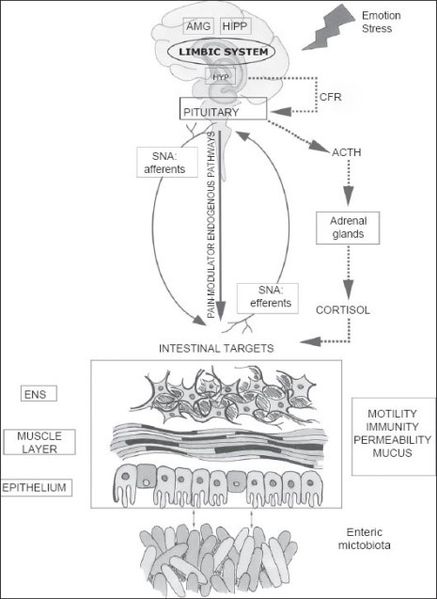 File:Gut-brain axis.jpg