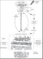 Thumbnail for version as of 06:40, 16 October 2020