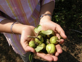Madanaphalafruits2.png