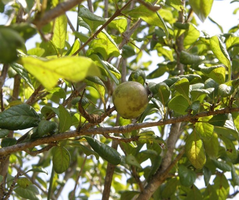 Madanaphalarandia.png